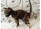 купить котнка